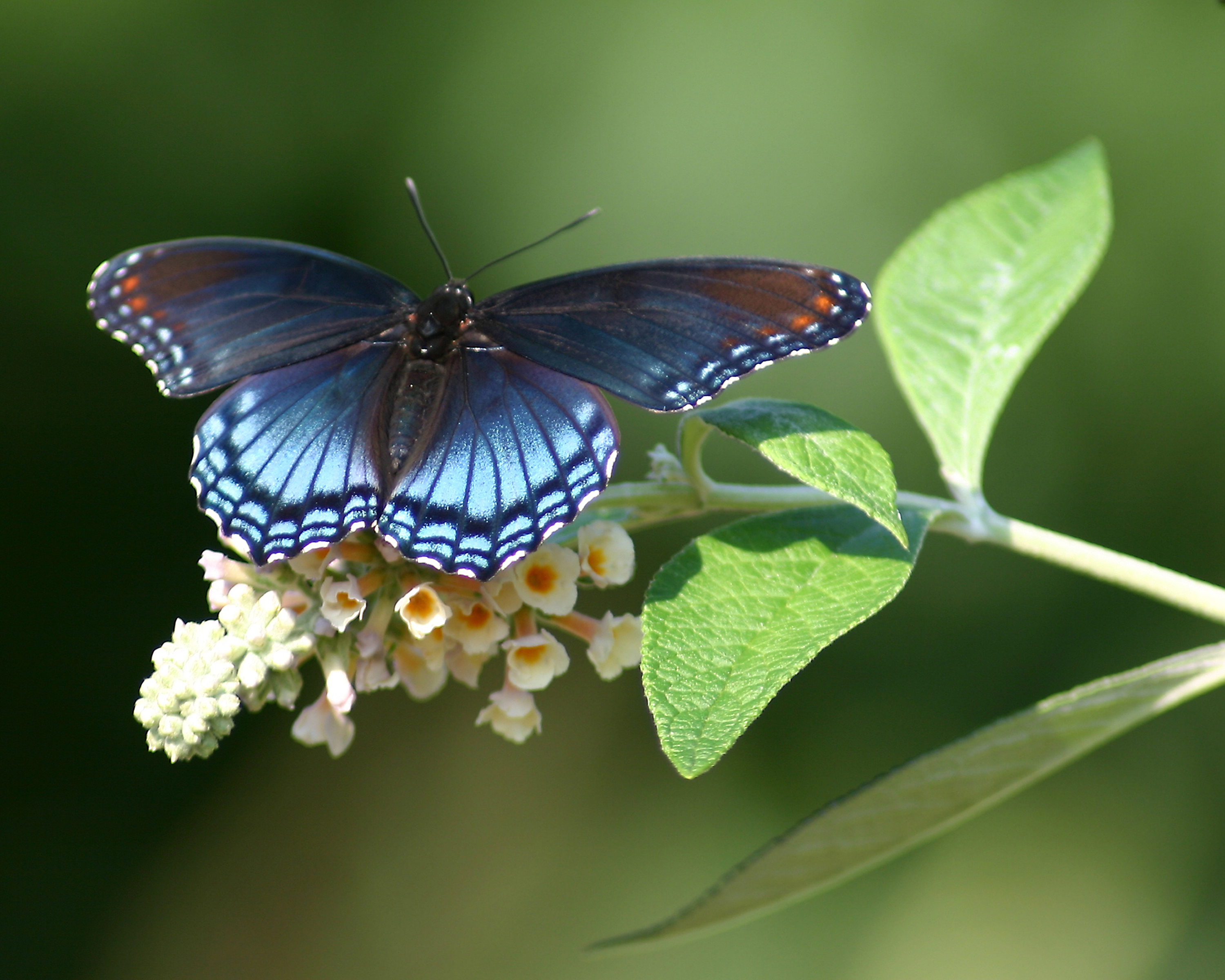 Blue Beauty