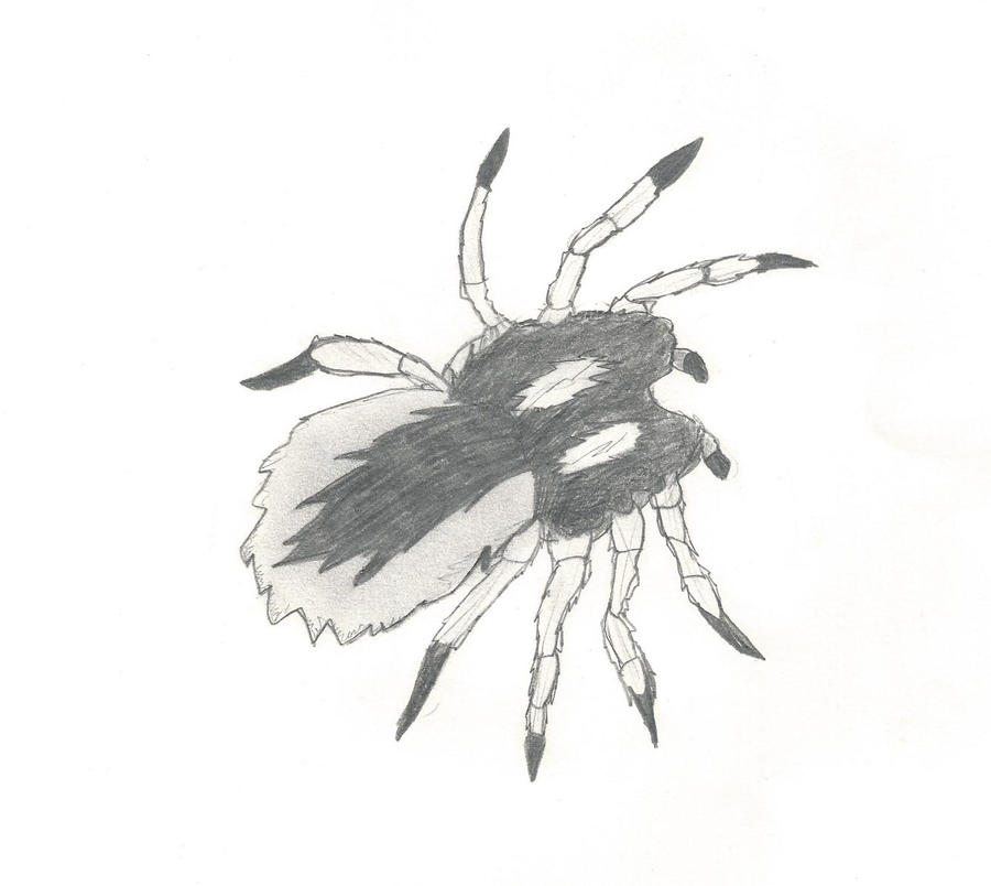 Spider Insect Deviantart Spider by Fallenbutterfly2 on DeviantArt