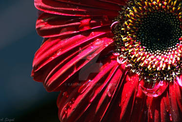 Gerberas