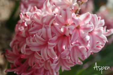 Pink Hyacinth