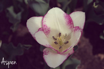 Magenta Tulip