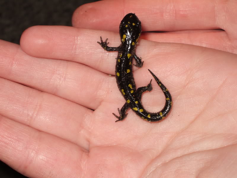 Yellow Spotted Salamander Baby By Candyforyourskull On Deviantart Yellow Spotted Salamander Baby By Candyforyourskull On Deviantart