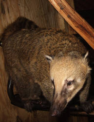 Coatimundi- Nimba