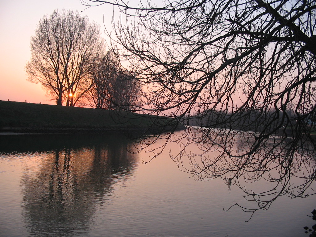 River Tree