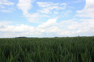 The corn and the clouds