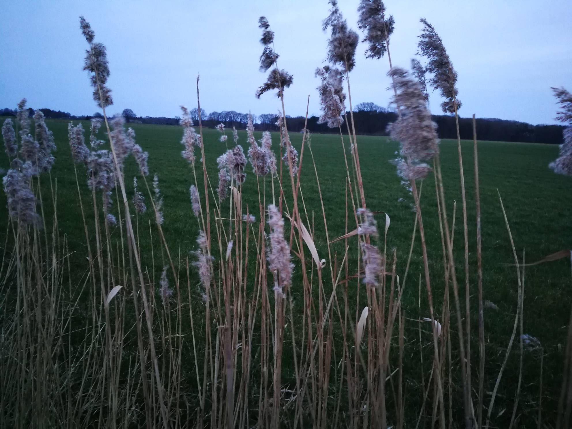 Wind Reed Stretch Reed bends with every direction of the wind by matheeke on DeviantArt