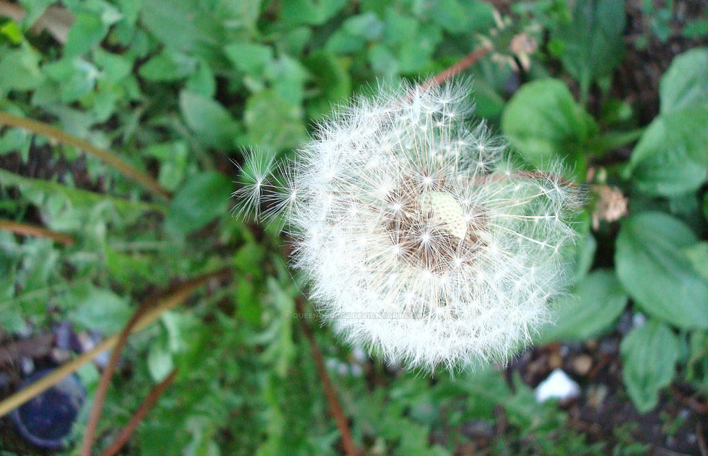 make a wish - from a weed