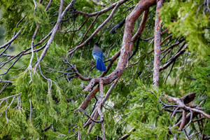 Steller Jay Stock