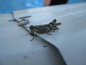 Grasshopper Chillin' Poolside