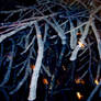 Mystical Ice Branches