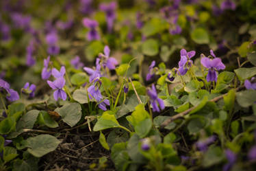 Purple flowers