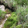 a little river in a forest