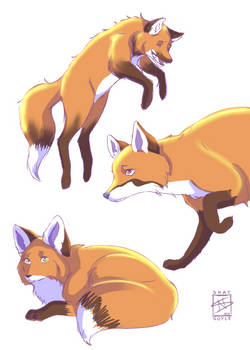Practice: Cute Foxes V2