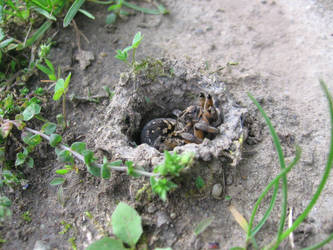 spider in the hole 2