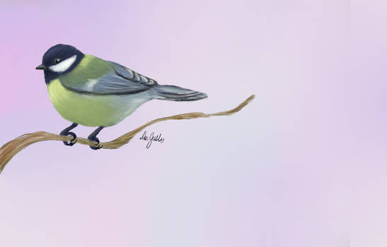 Blue Tit