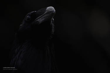 Lonesome Raven