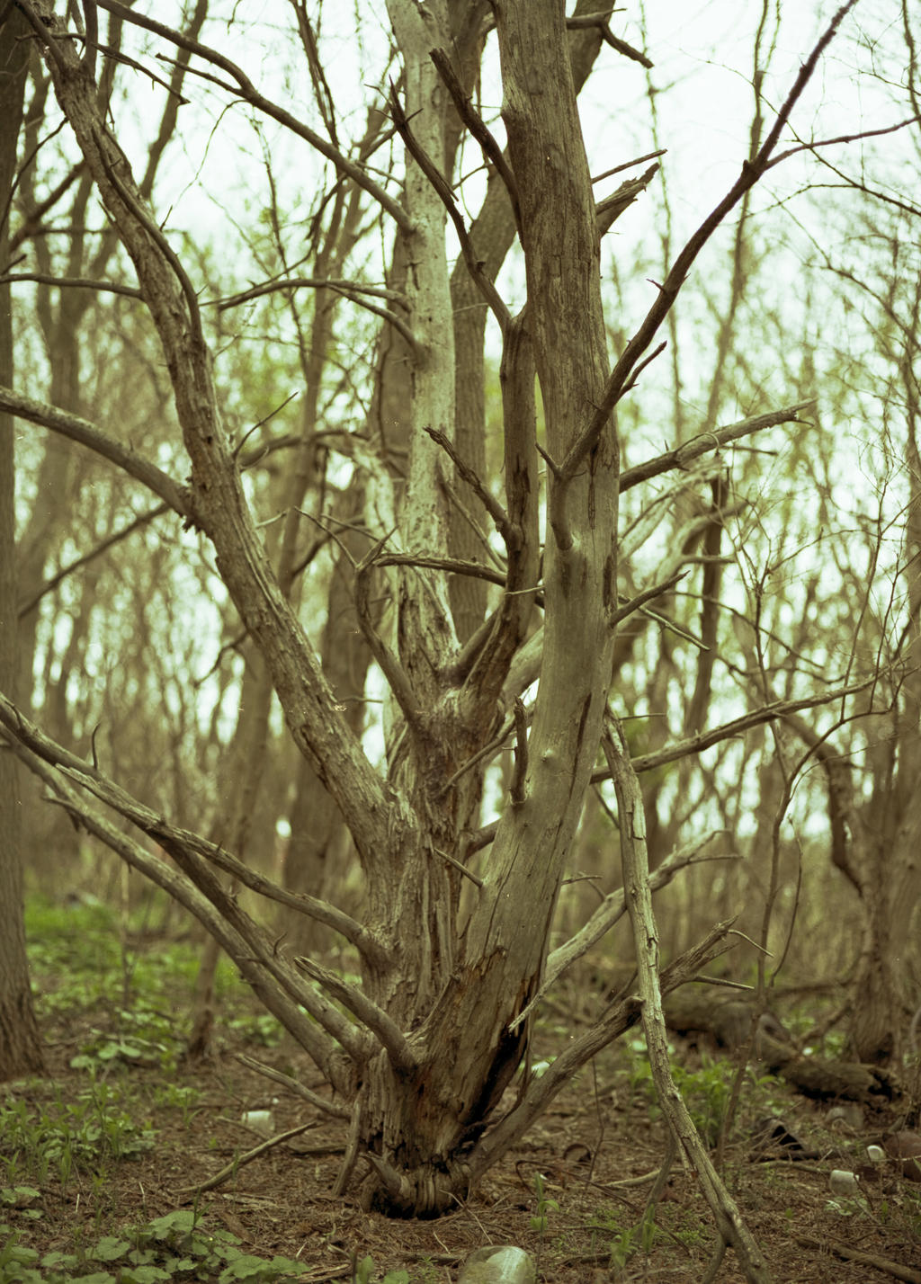 Angry Tree by hddnbhndamsk on DeviantArt