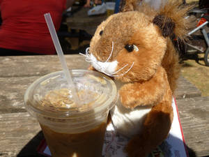 Squirrel and Ice Coffee