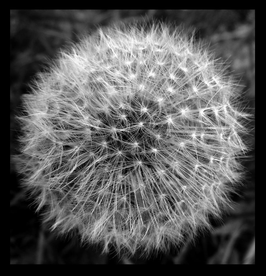 dandelion III