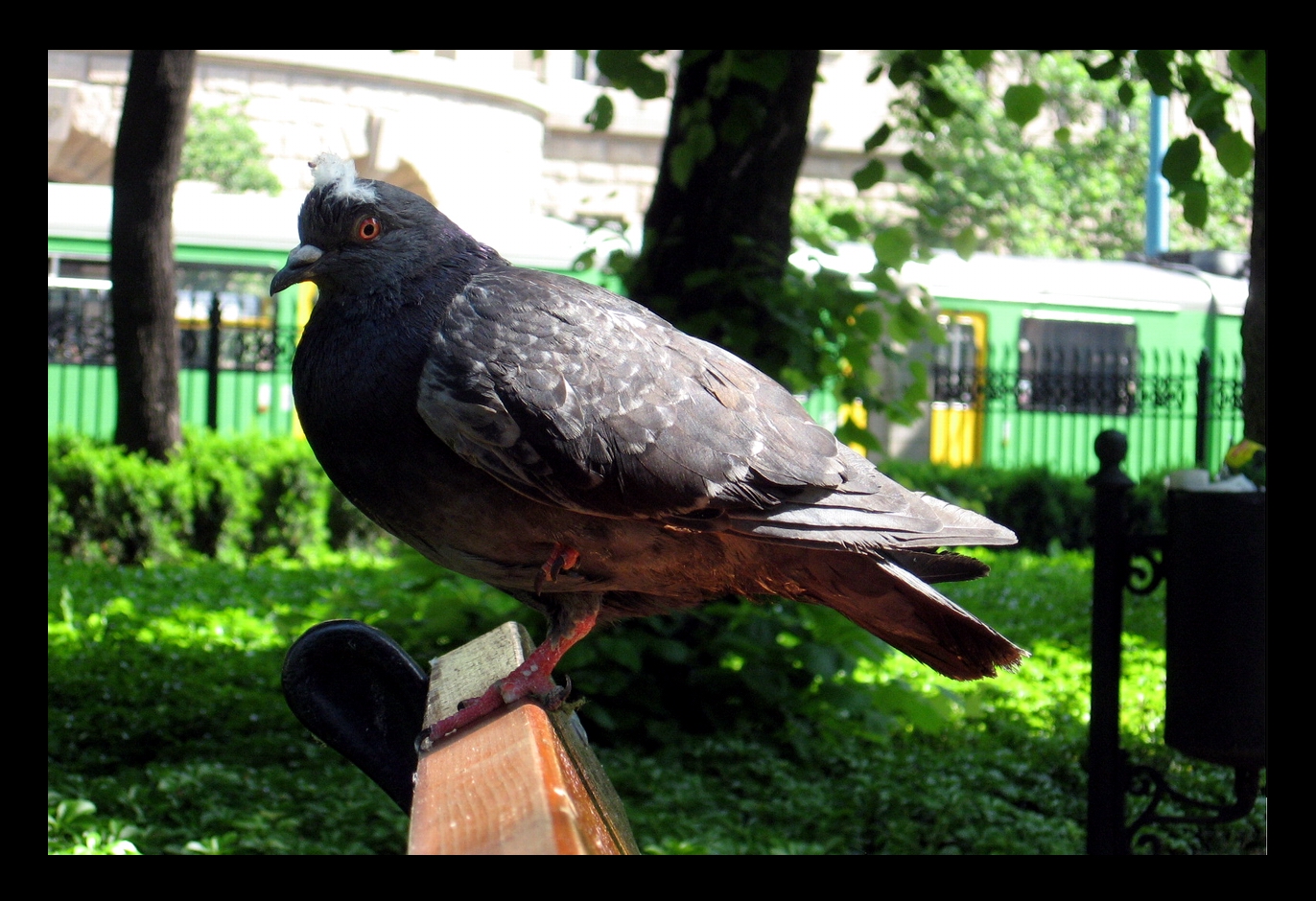 pigeon