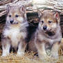 CUTE WOLF PUPS