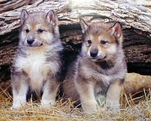 very cute wolf puppies