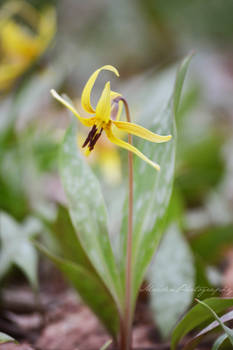 Trout Lily