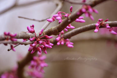 Redbud Tree