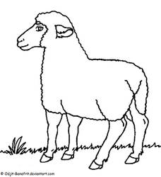 Sheep Lineart