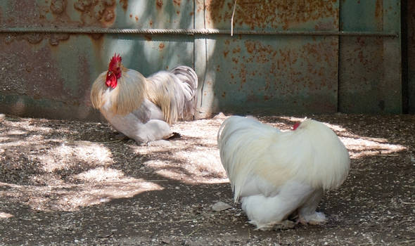 Small cute roosters