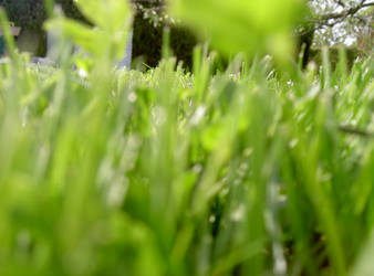 Grass