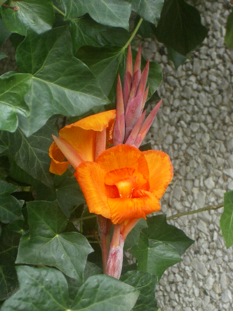 Flower_0001