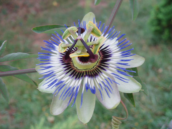 Passiflora