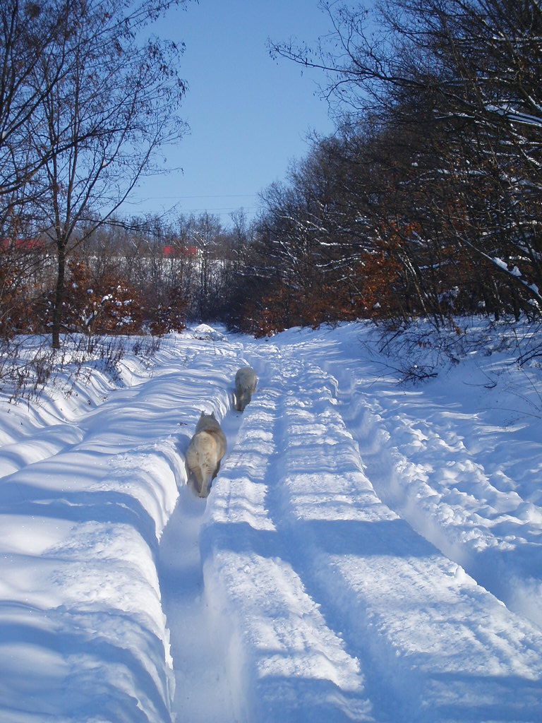 My Dogs in the Deep Snow