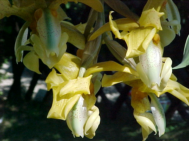 Stanhopea