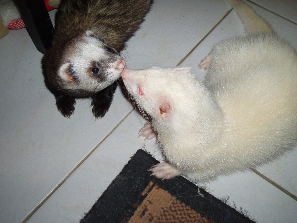 Ferret Kiss By Kate44 On Deviantart Ferret Kiss By Kate44 On Deviantart