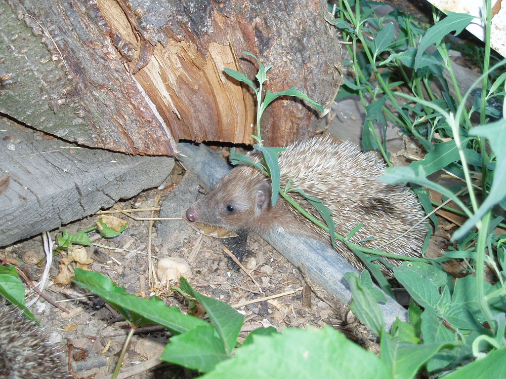 Guest in the Garden