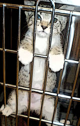 Caged Cutie