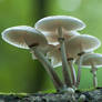 Porcelain Fungi