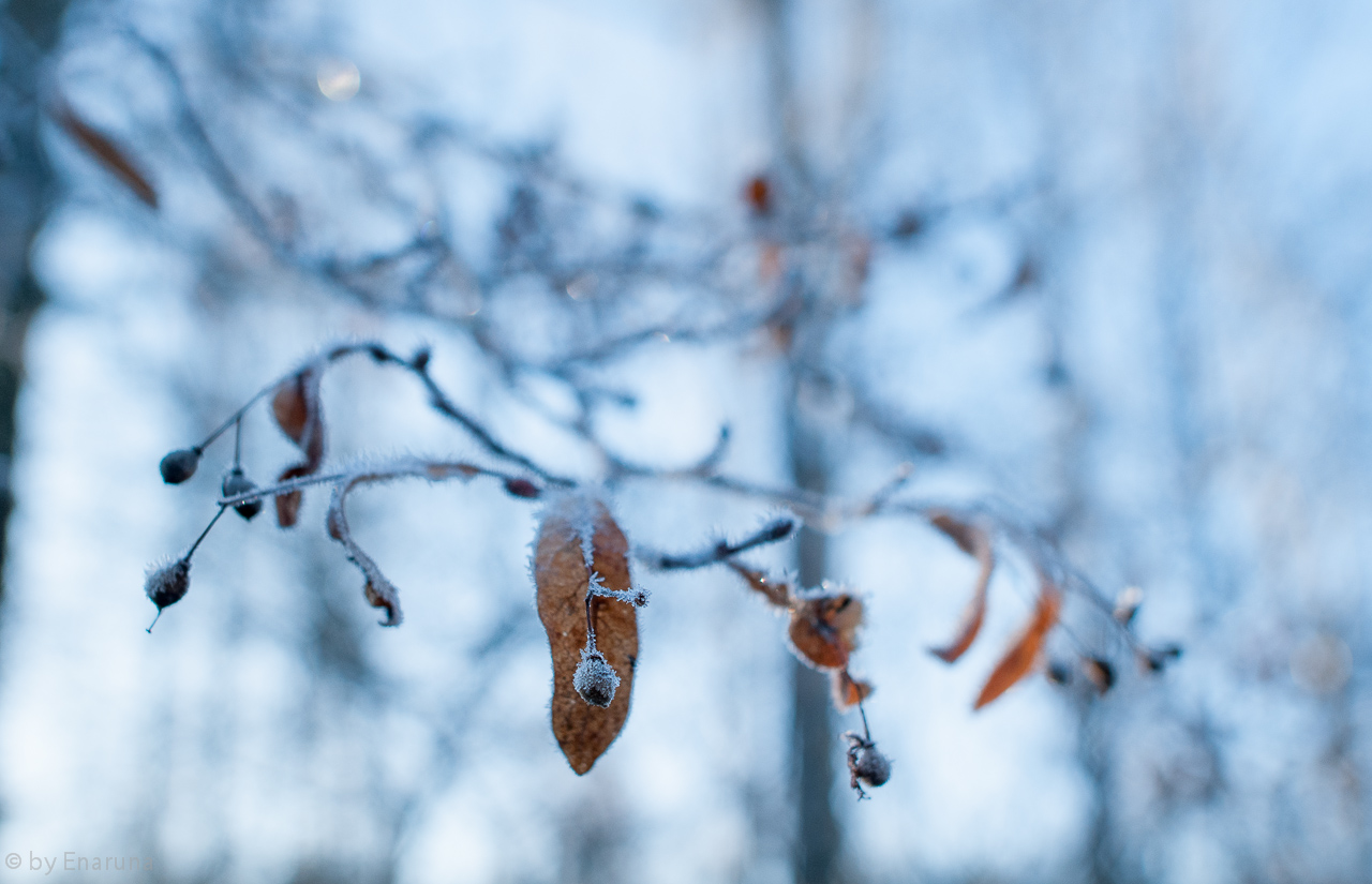 Lime Blossoms in Winter