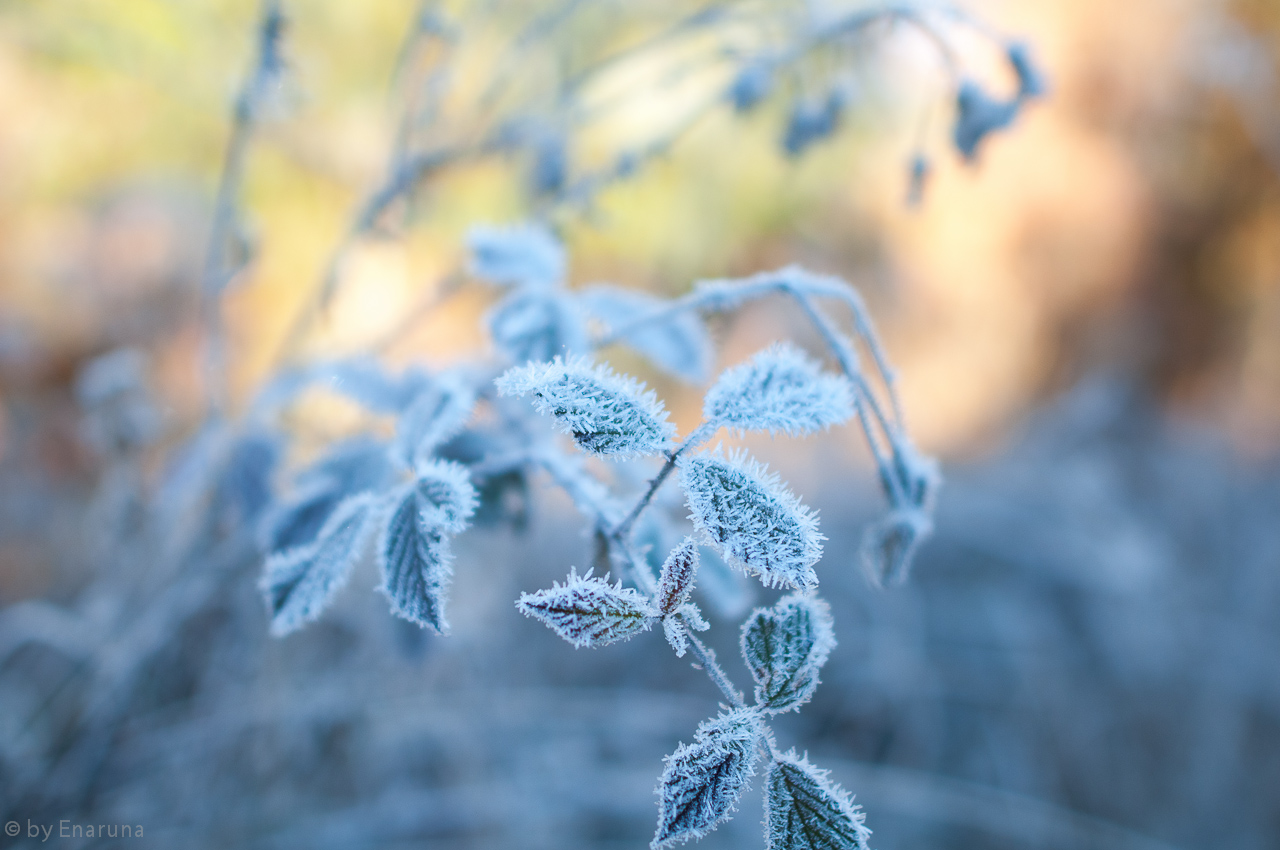 Gentle Beauty in the rising Sun