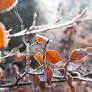 Frosty Beech Leaves