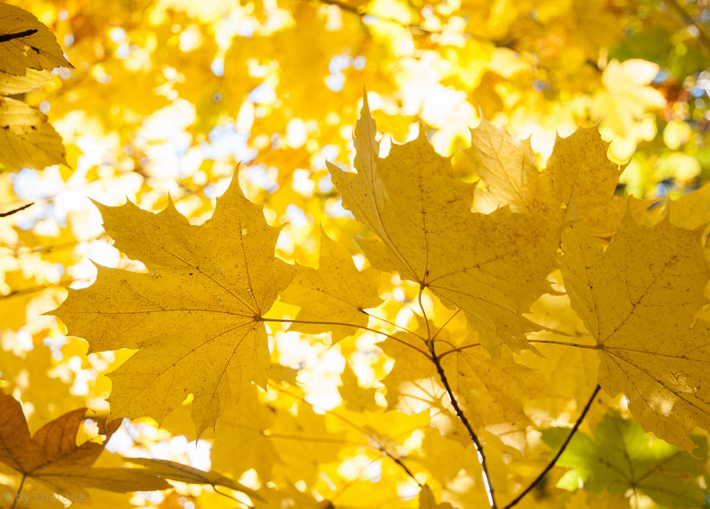 Легкий желтый лист. Картинки листьев жёлтых ворох. Ворох листьев картинки. А В Моем доме сентябрь бродит. Листьев ворох на стол расстелить.