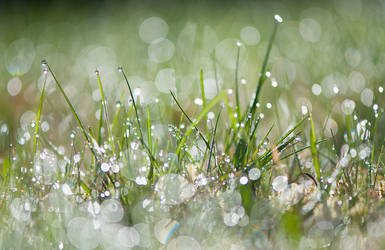 Dewdrops by enaruna