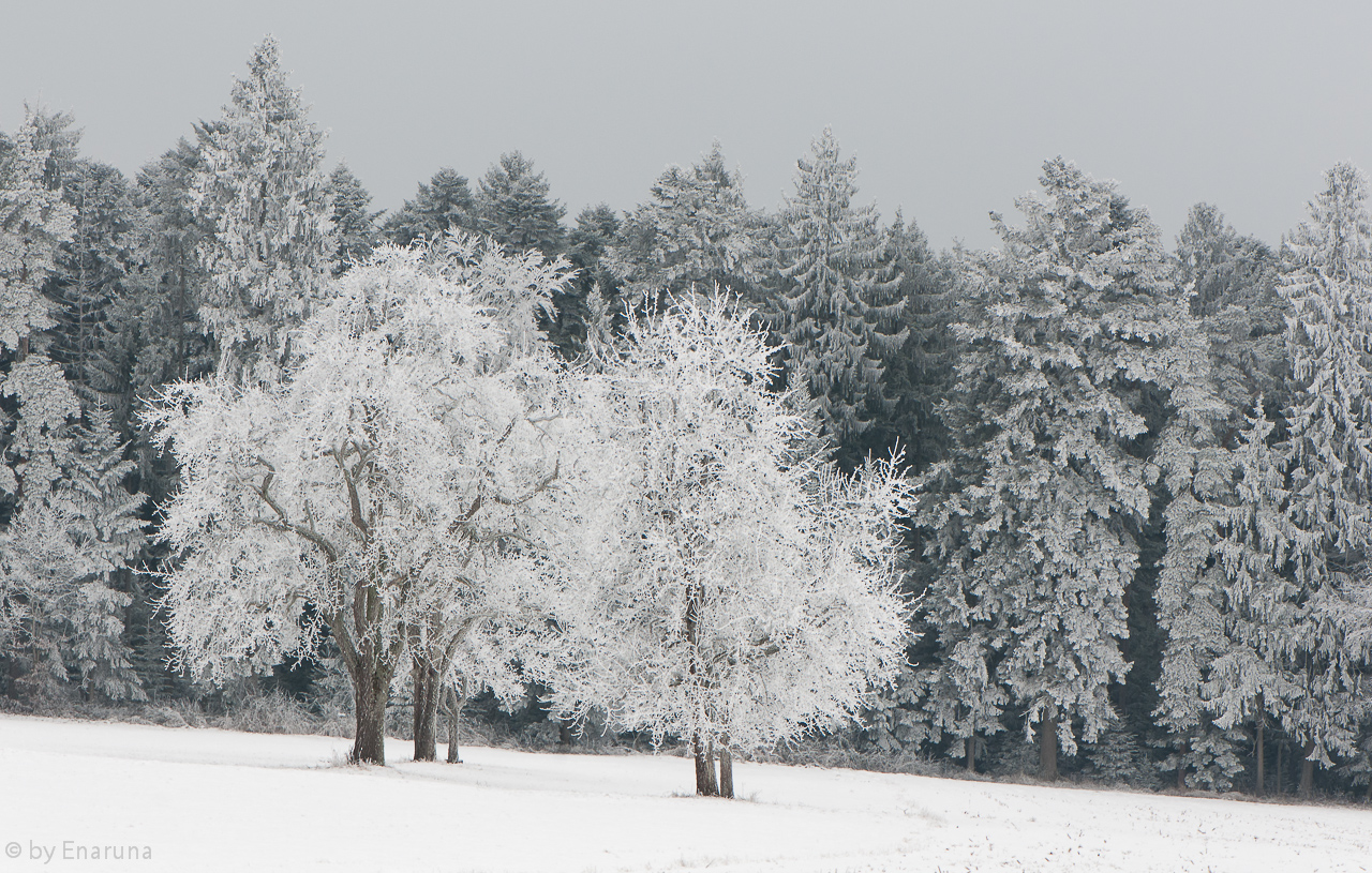 White Trees