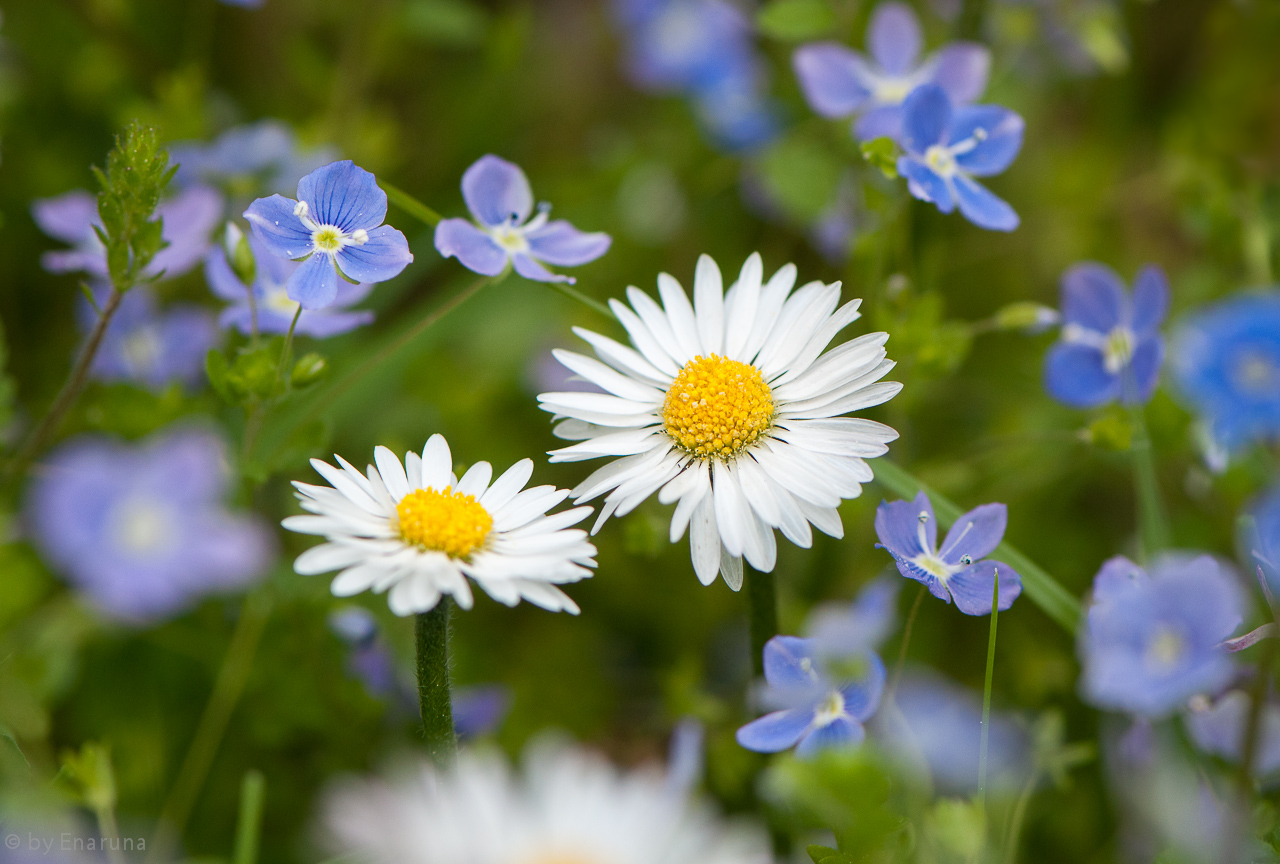 Daisies and Speedwell Flowers