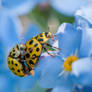 Ladybirds