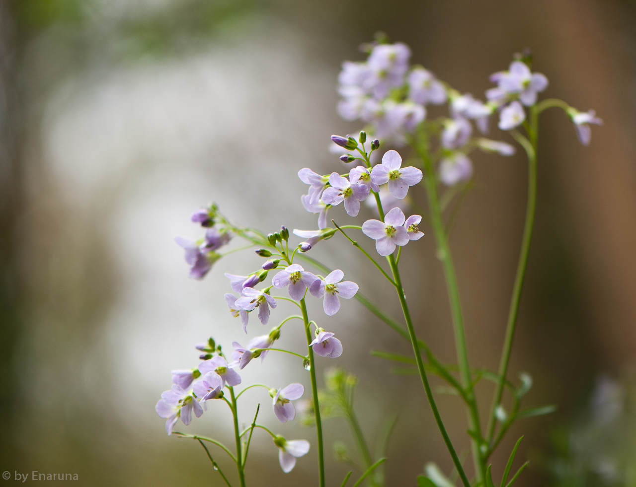 Cuckoo Flower