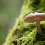 Mushroom on a Tree Trunk