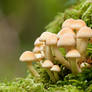 Group of Mushrooms